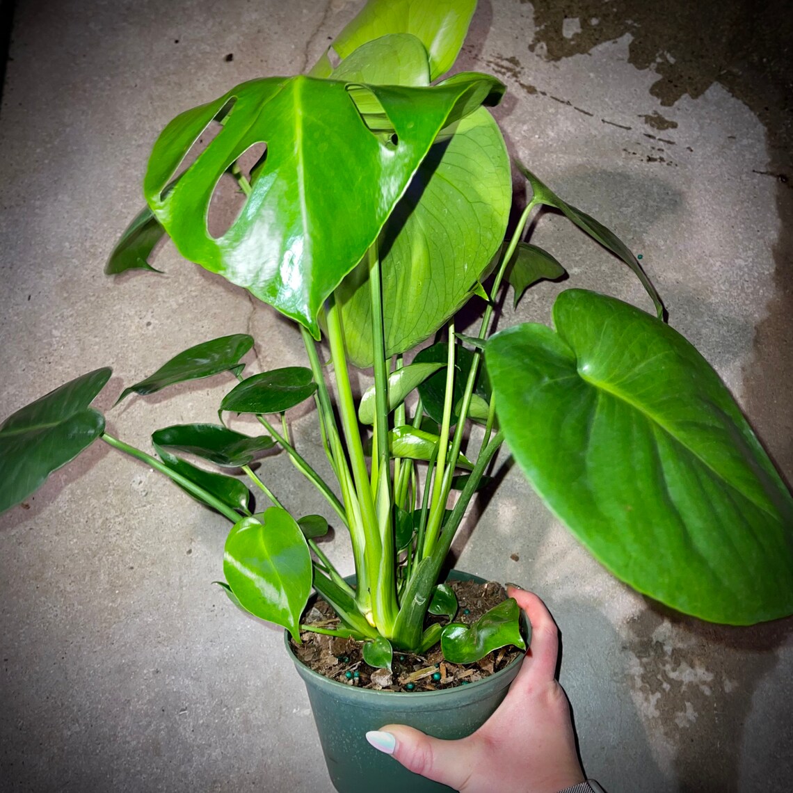 Philodendron Monstera Deliciosa Swiss Cheese Plant Air Etsy