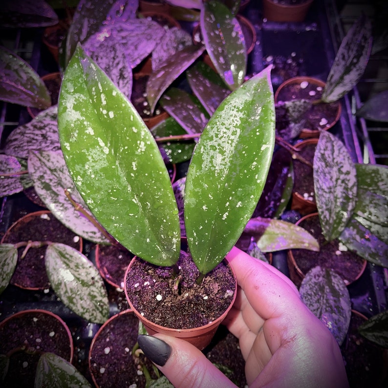 Hoya Pubicalyx Splash Sliver Variegated Wax Plant Non-Toxic Air Purifying Trailing, Blooming Easy Care Houseplant Light Variegation