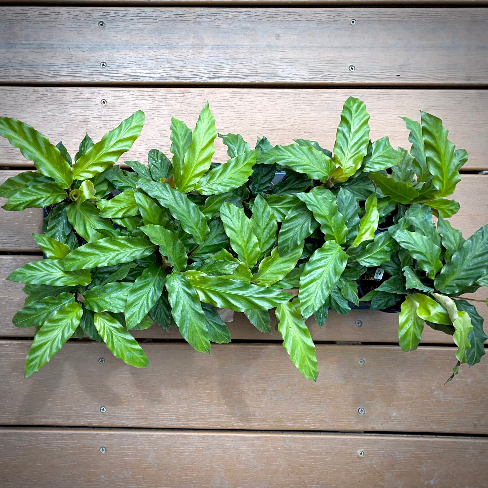 Calathea Rufibarba Rare Velvet Plant Soft Fuzzy Leaves Etsy