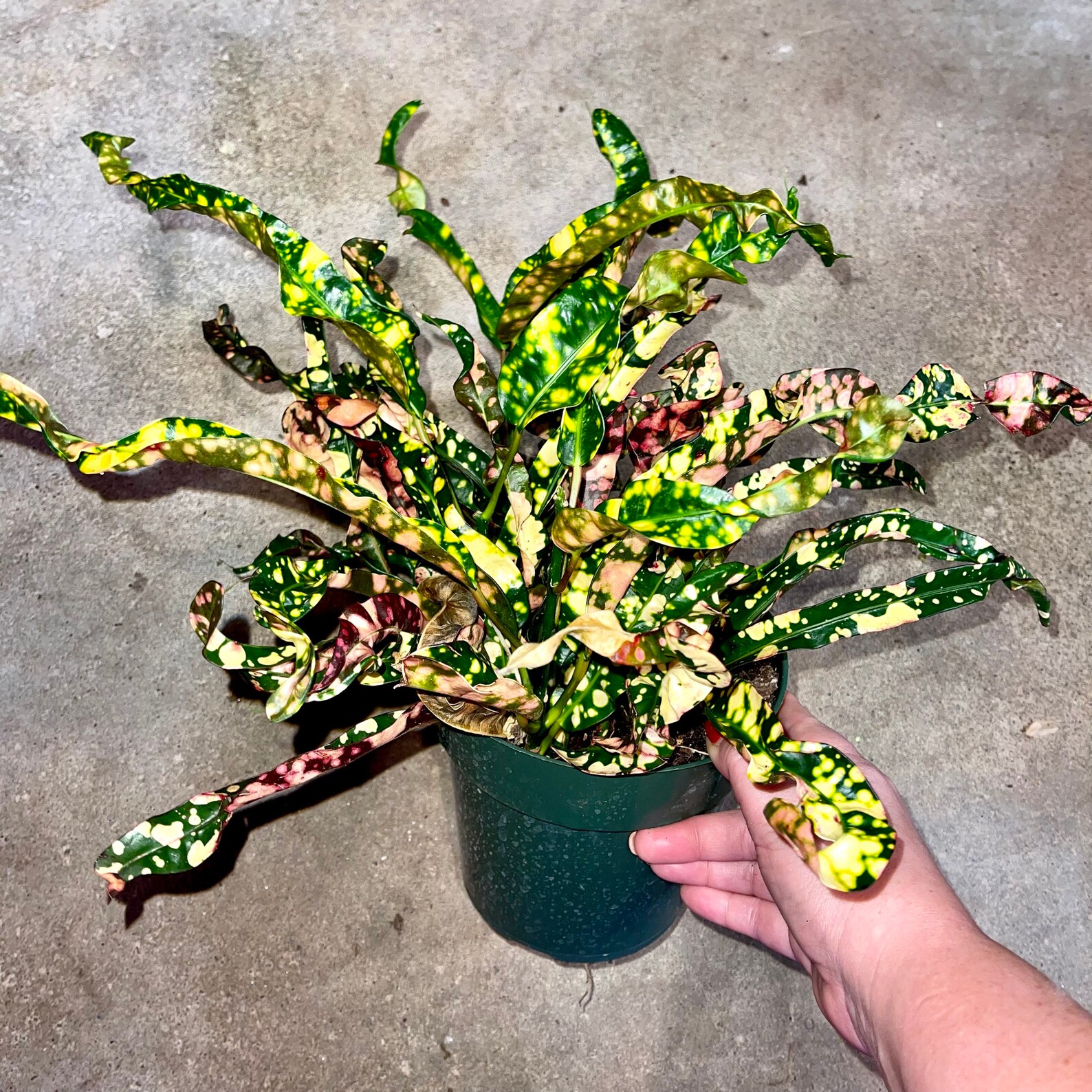 Croton SUPER RARE Varieties Eleanor Roosevelt Magnificent and Etsy