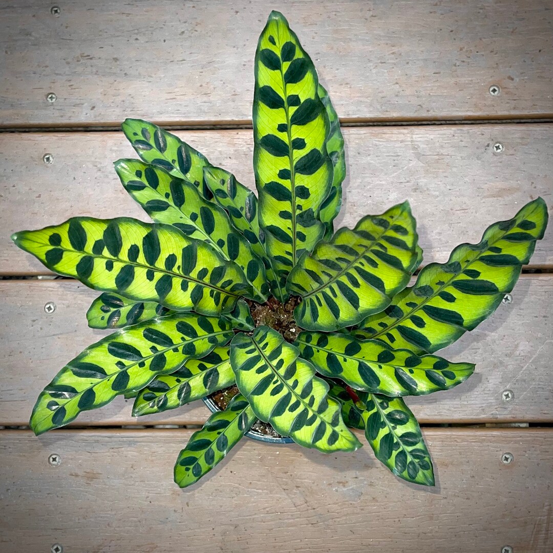 Rattlesnake Plant Calathea Lancifolia Nontoxic Air Purifying Easy Care