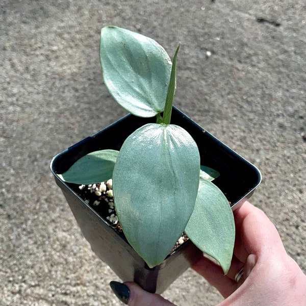 Philodendron Silver Sword - Sword-Like Metallic Foliage - Climbing Air Purifying - Easy Care Houseplant