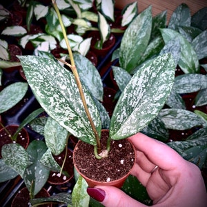 Hoya Pubicalyx Splash Sliver Variegated Wax Plant Non-Toxic Air Purifying Trailing, Blooming Easy Care Houseplant Heavy Variegation