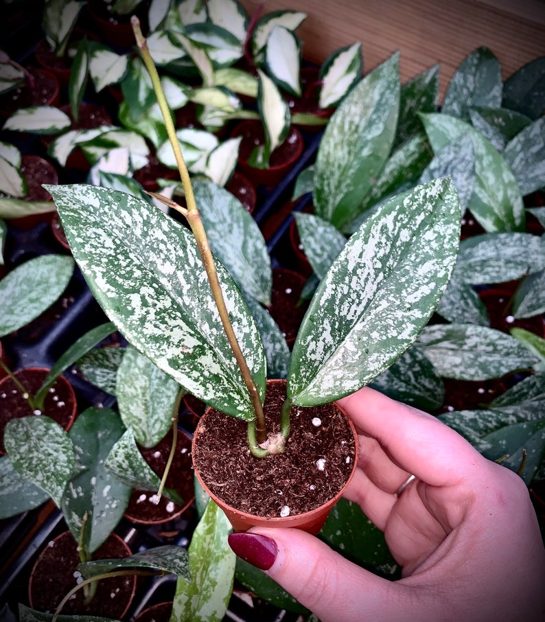 Hoya Pubicalyx Splash Sliver Variegated Wax Plant Non-Toxic Air Purifying Trailing, Blooming Easy Care Houseplant Heavy Variegation