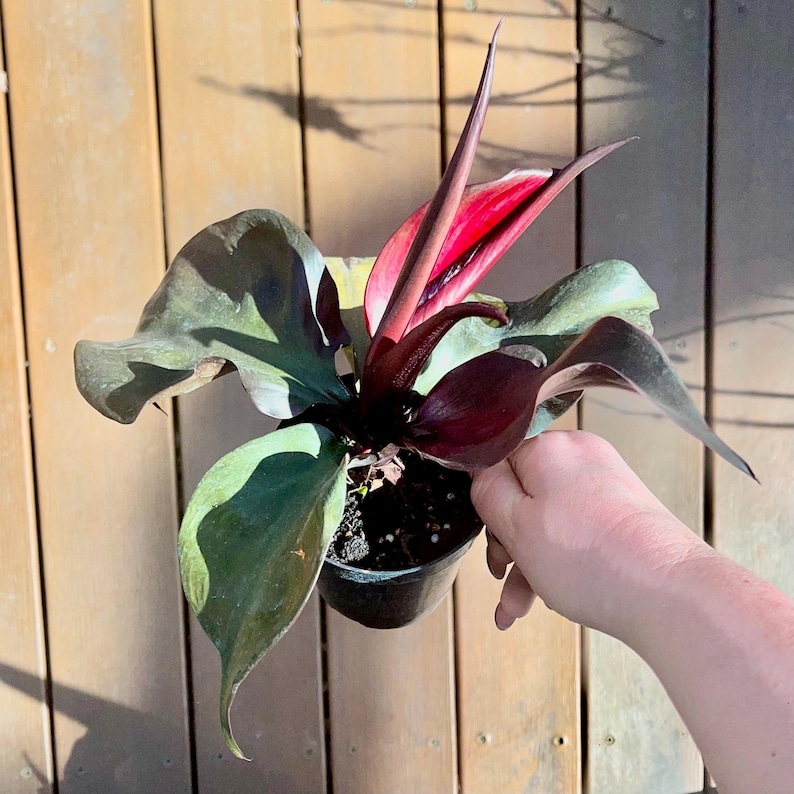 EasyBreezyBotanicals Philodendron - Thumbnail 3