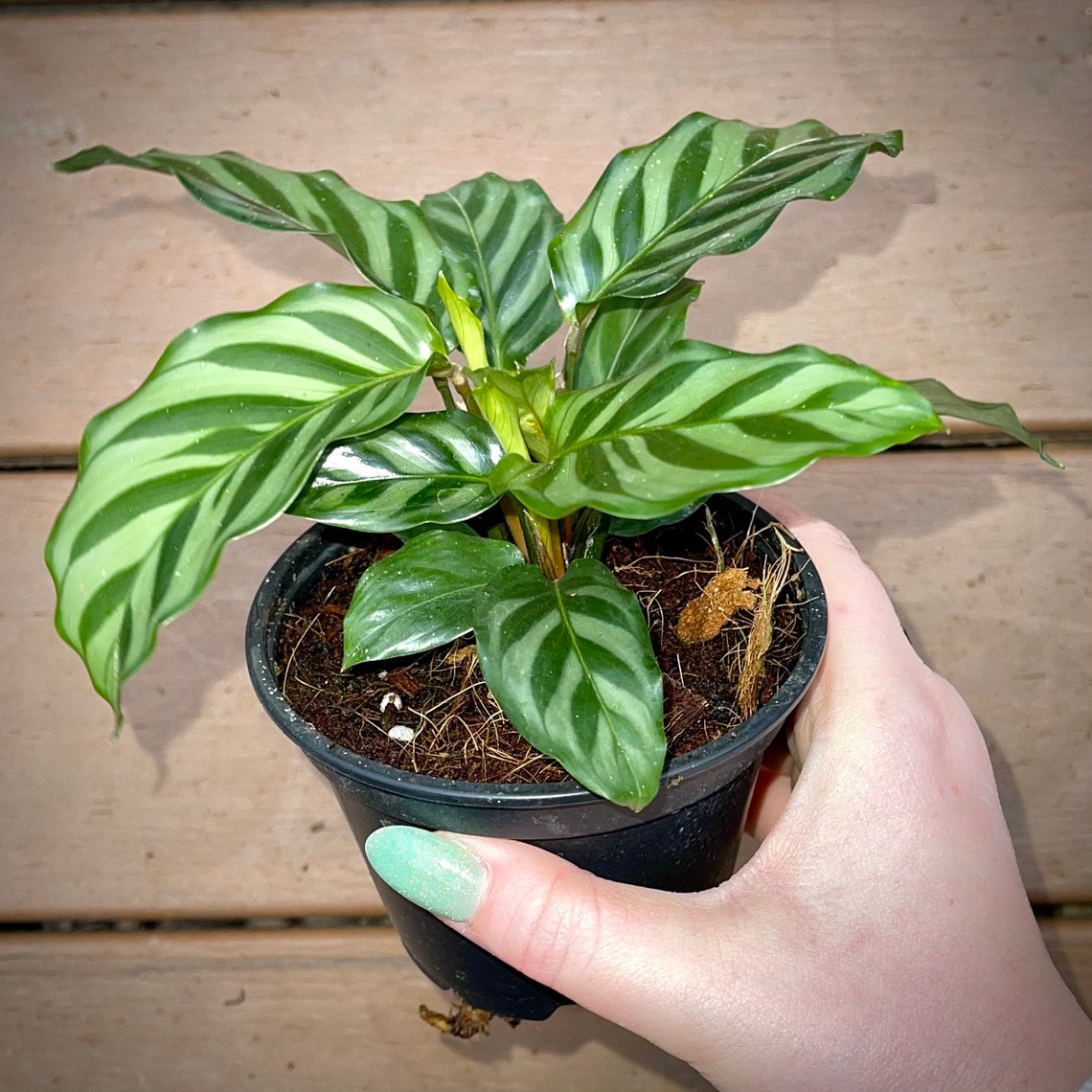 Calathea Concinna Freddie Rare Prayer Plant NonToxic Etsy