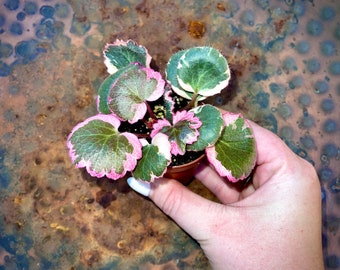 Pink Variegated Rare Strawberry Begonia & Non-Variegated Available - Geranium - Saxifraga Stolonifera - Non-toxic - Easy Care Houseplant