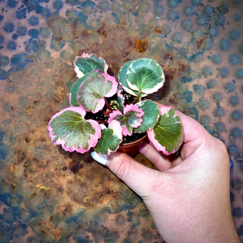 Pink Variegated Rare Strawberry Begonia & Non-Variegated Available Geranium Saxifraga Stolonifera Non-toxic Easy Care Houseplant Rare Variegated 2”