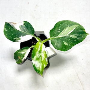 Rare Philodendron Erubescens White Princess White Variegated Philo in an Established 5 growers Pot Climbing Easy Care Houseplant image 7