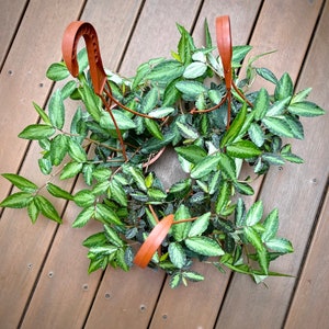 Pellionia Repens - Rare Trailing Watermelon Begonia - Flowering Hanging Basket - Non-Toxic - Easy Care Houseplant