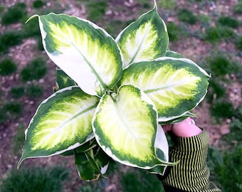 Dieffenbachia Cool Beauty - Rare Variegated Dumb Cane - White Edge Aglaonema - Easy Care Houseplant