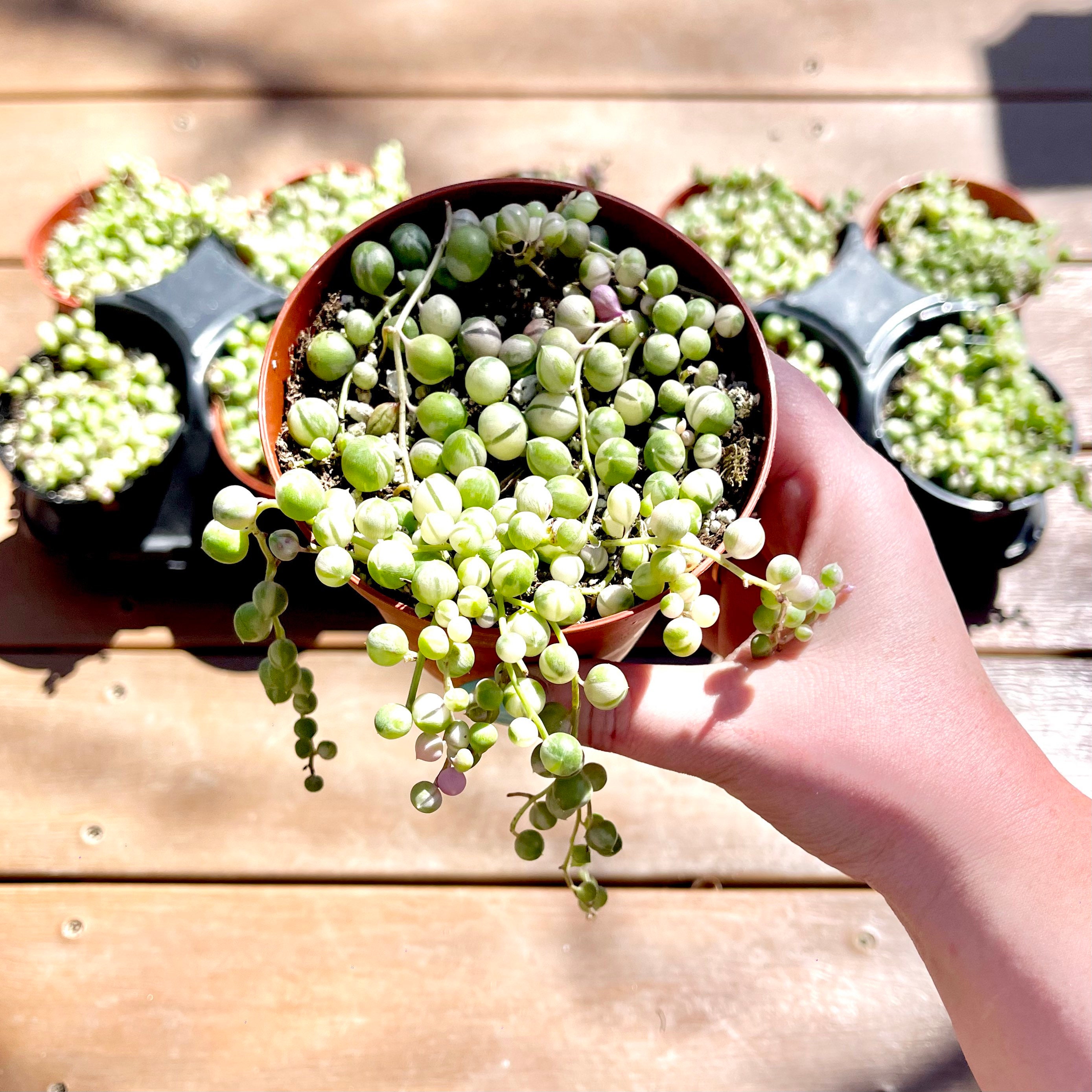 Succulent 'String of Pearls' Variegated — House Plant Shop