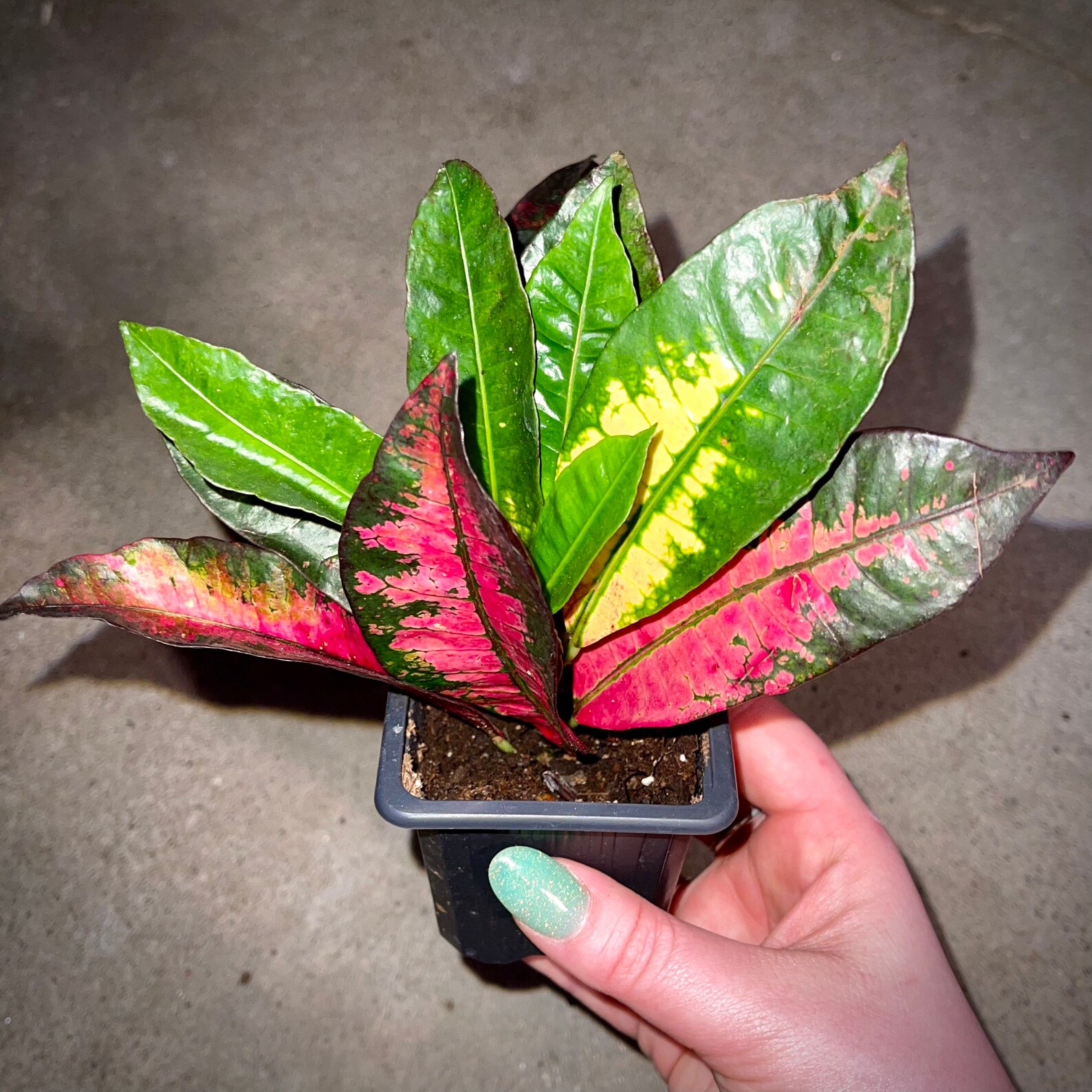 Croton RARE Varieties Magnificent Red Iceton & Gold Star Etsy