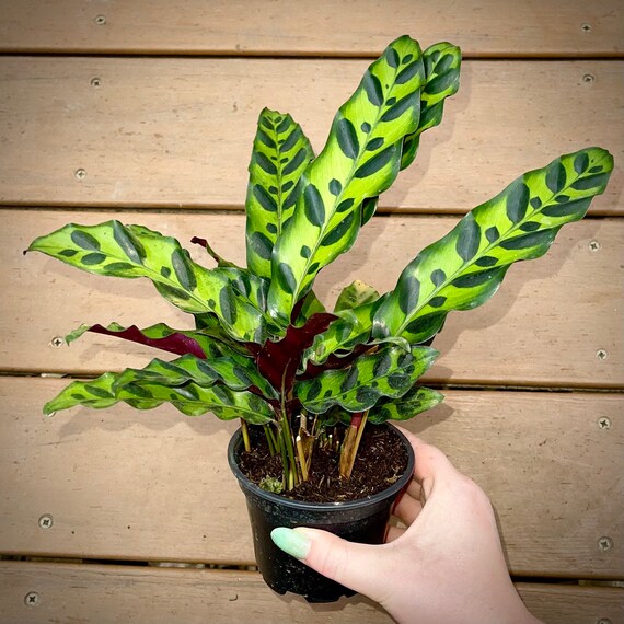 Comment cultiver et entretenir un Calathea lancifolia ?