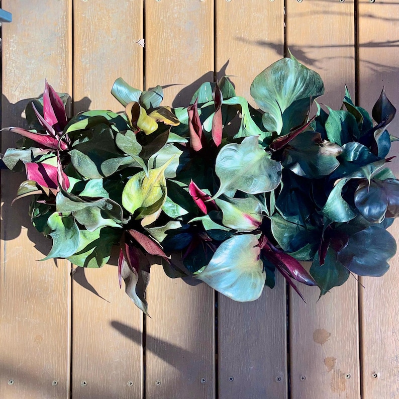 EasyBreezyBotanicals Philodendron