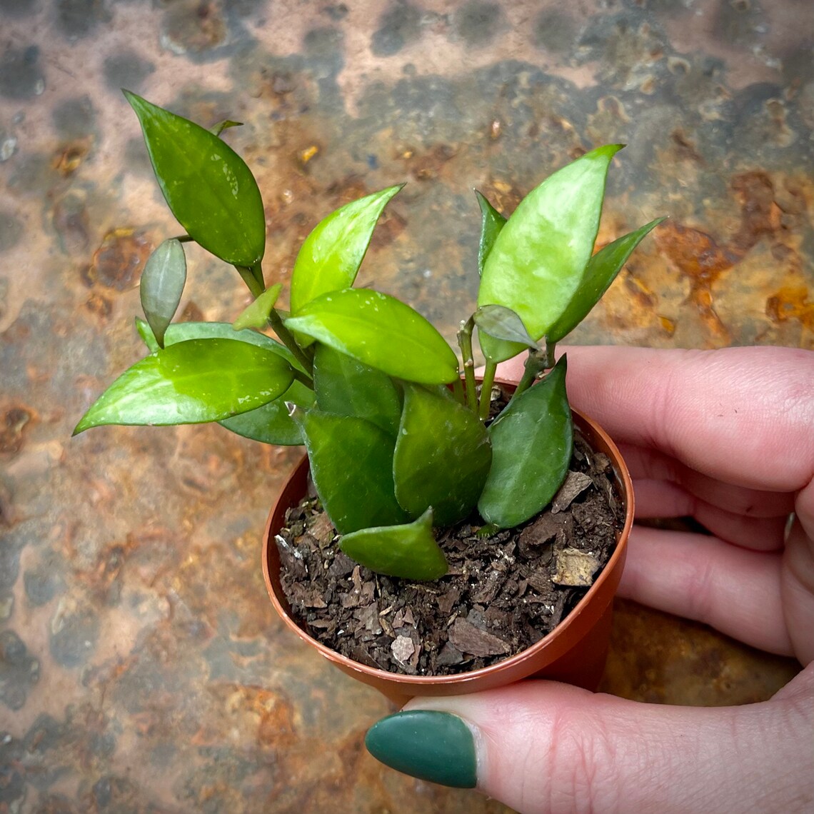 hoya memoria gracilis hoya memoria gracilis