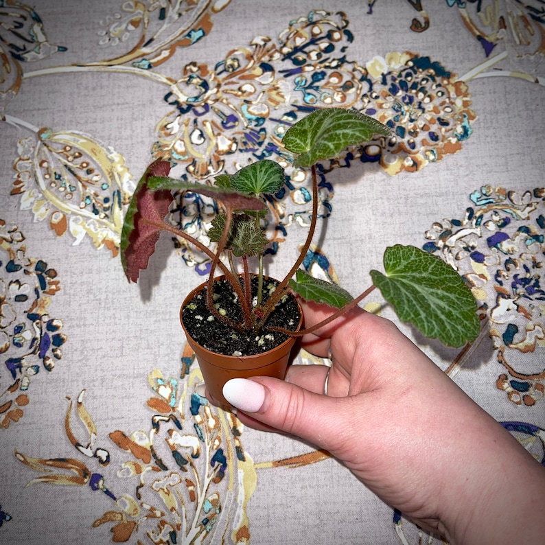 Pink Variegated Rare Strawberry Begonia & Non-Variegated Available Geranium Saxifraga Stolonifera Non-toxic Easy Care Houseplant image 10
