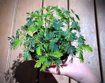 Sensitive Plant - Mimosa Pudica - Rare Shame Fern (closes up when touched) - Non-Toxic - PLEASE read item description before purchasing!