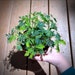 see more listings in the Rare Houseplants section