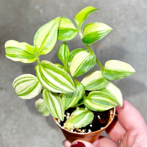 Tradescantia Fluminensis Variegata - Rare White Variegated - Trailing and Flowering - Easy Care Houseplant