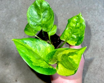 Global Greens Pothos - RARE Hard to Find - Air Purifying - Trailing Easy Care Houseplant