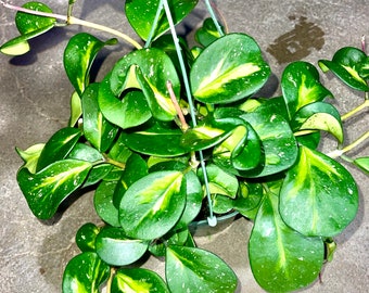 Rare Variegated and Silver Speckled Hoya Obovata Variegata - Large Leaf Speckled Hoya - Flowering Hanging Easy Care Houseplant