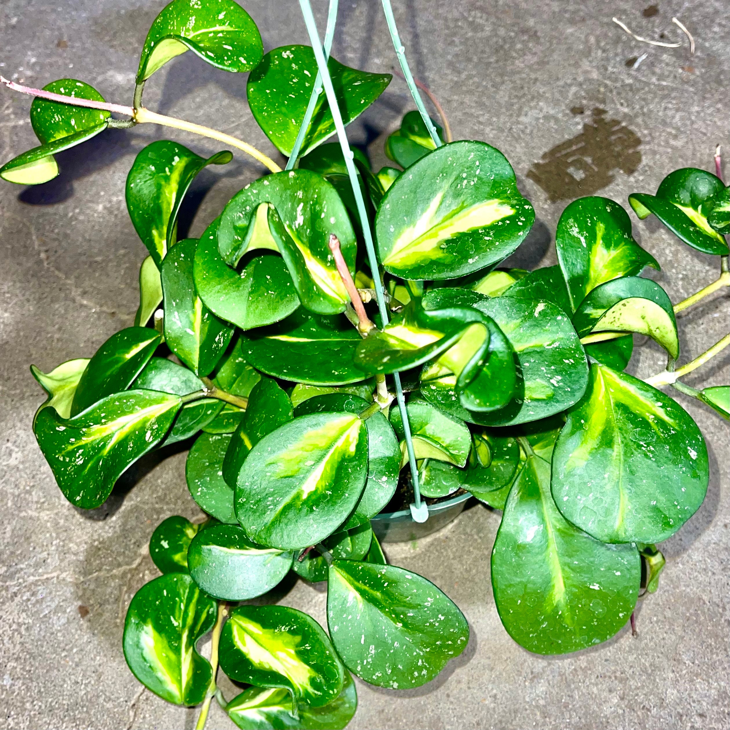 Rare Variegated and Silver Speckled Hoya Obovata Variegata - Large Leaf  Speckled Hoya - Flowering Hanging Easy Care Houseplant - Etsy Denmark