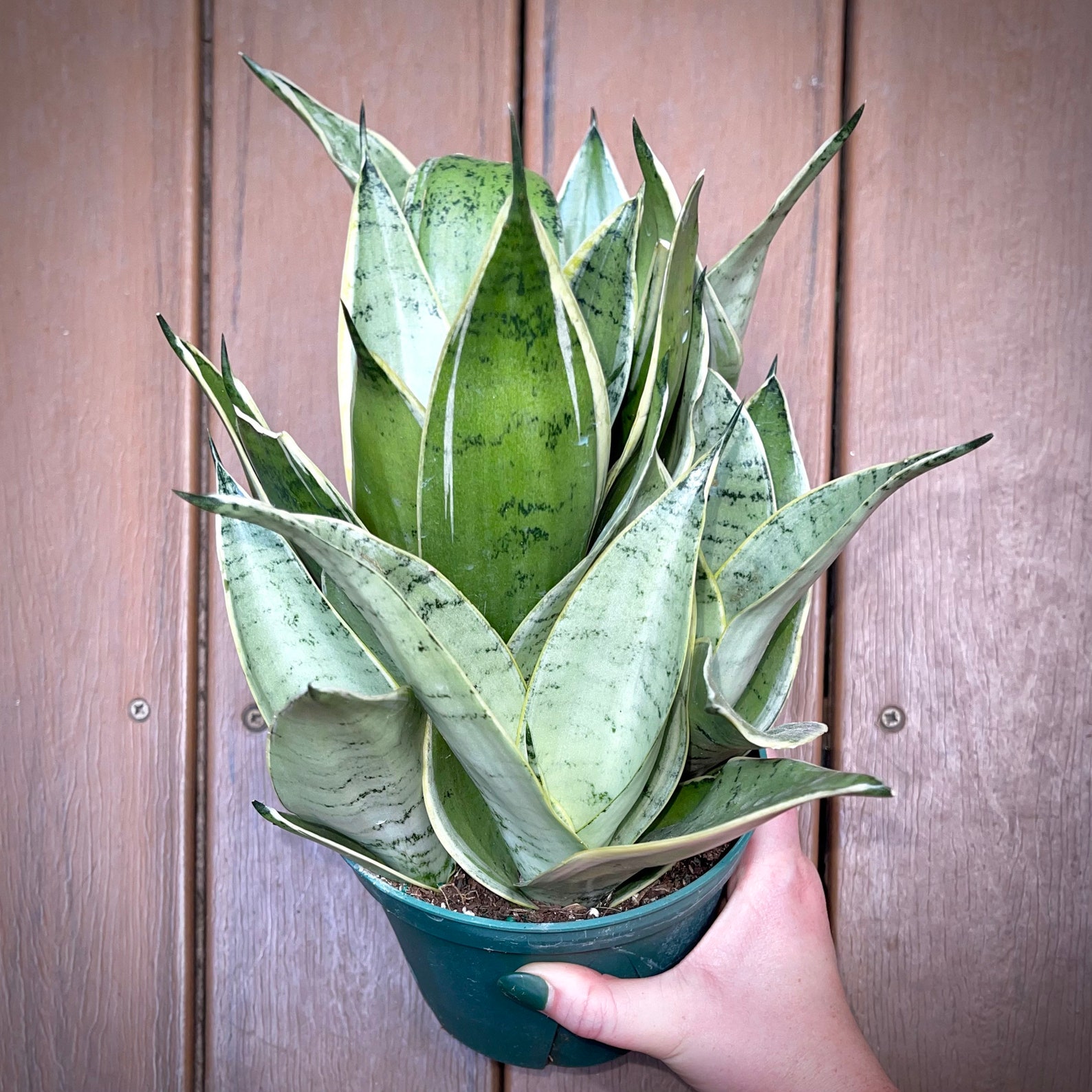 Sansevieria Birds Nest Snake Plant Hahnii Silver Star Etsy