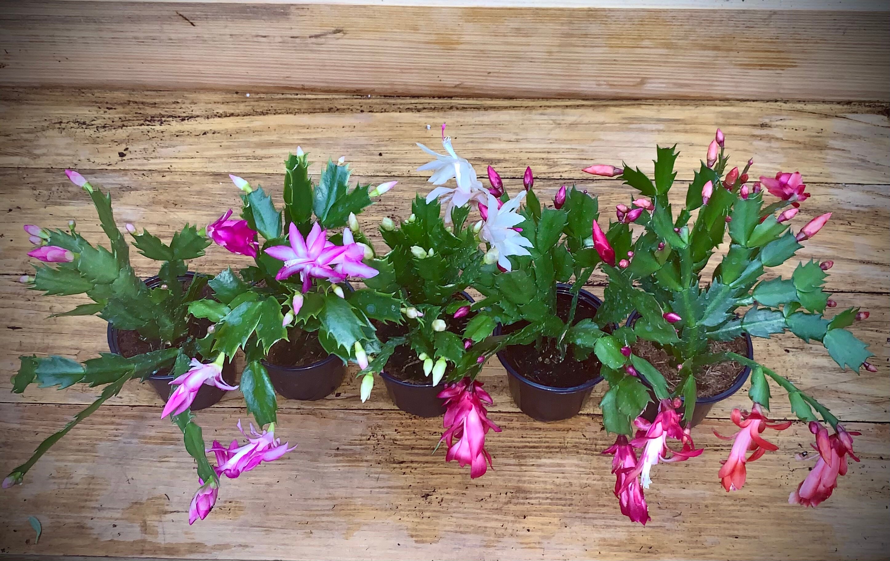 Christmas Cactus Holiday Favorite Available in Several Etsy 日本