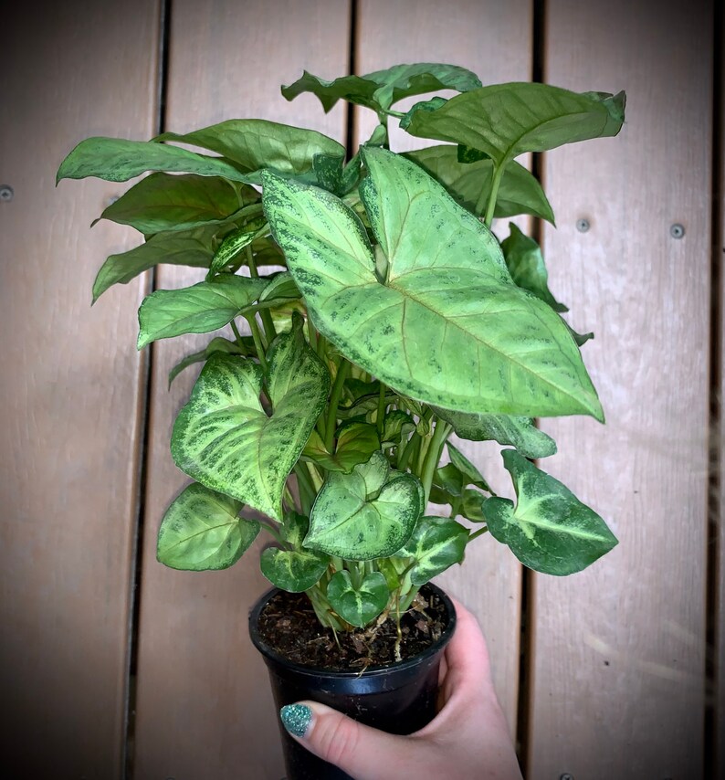 Nephthytis Arrowhead Plant Several Varieties in Large 4 Etsy