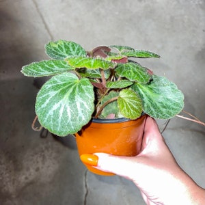 Pink Variegated Rare Strawberry Begonia & Non-Variegated Available Geranium Saxifraga Stolonifera Non-toxic Easy Care Houseplant Non Variegated 4”