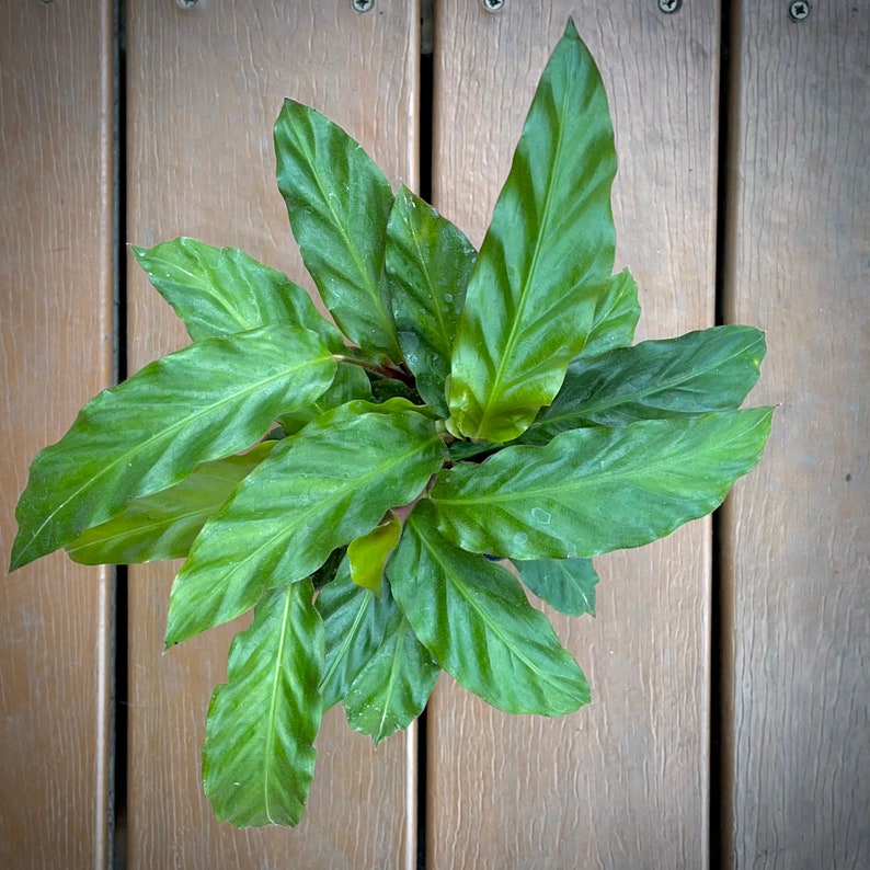 Calathea Rufibarba Rare Velvet Plant Soft Fuzzy Leaves Etsy