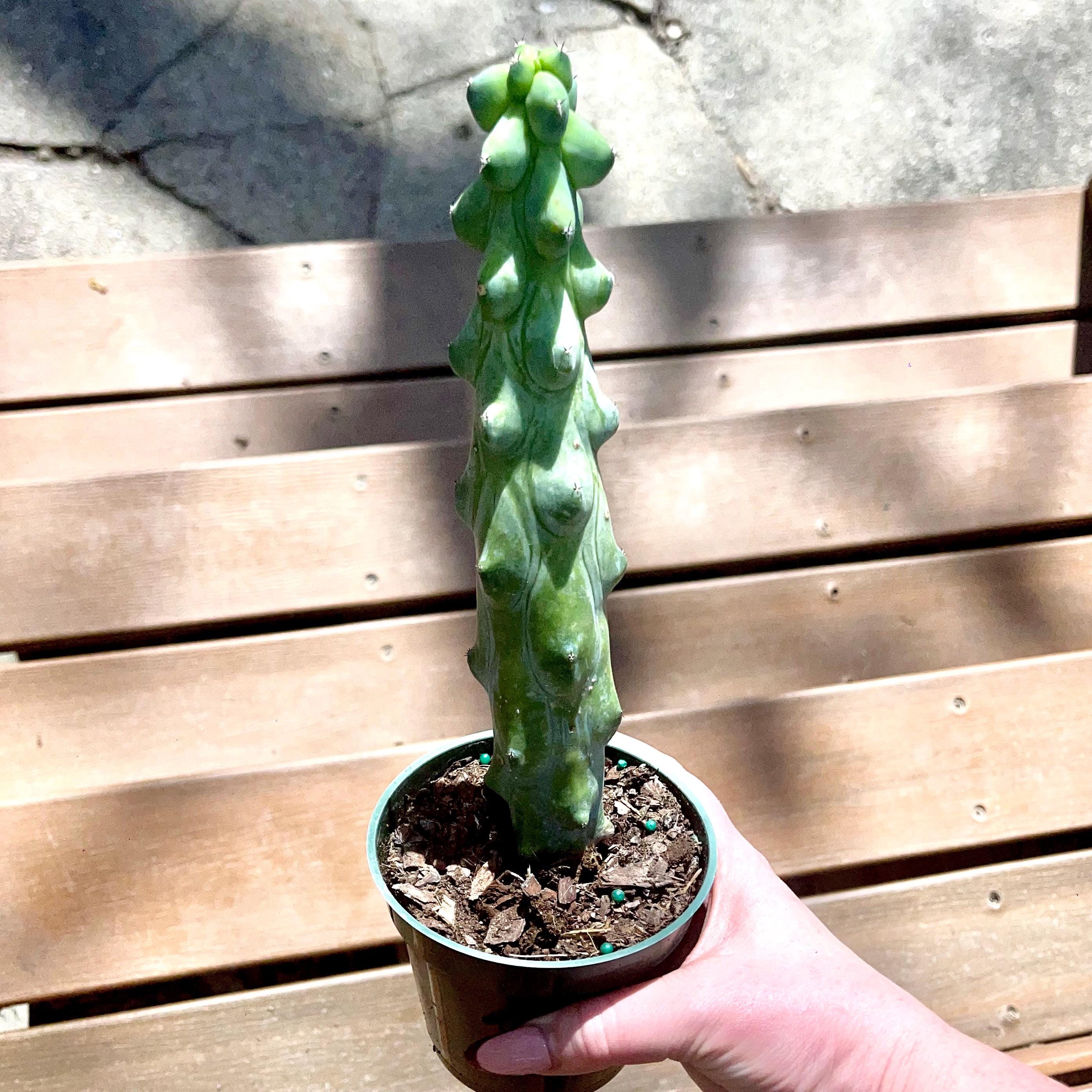 Boobie Cactus - Myrtillocactus Geometrizans - Fukurokuryuzinboku - Titty  Cactus - Rare Breast Cactus - Sold in Established 4 Growers Pot - Etsy