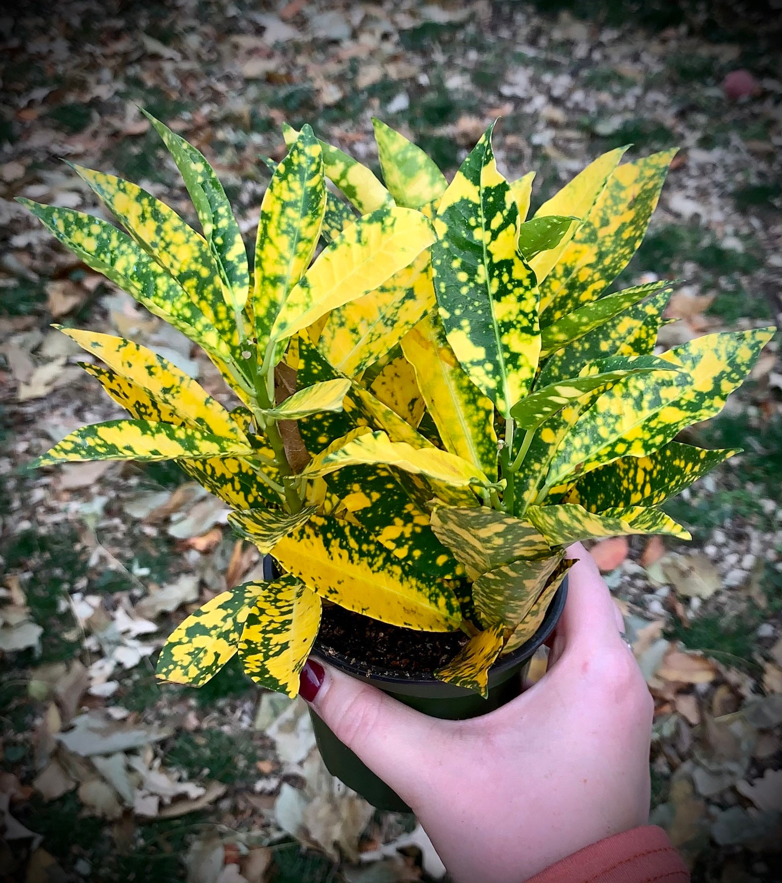 Croton RARE Varieties Magnificent Red Iceton & Gold Star Etsy