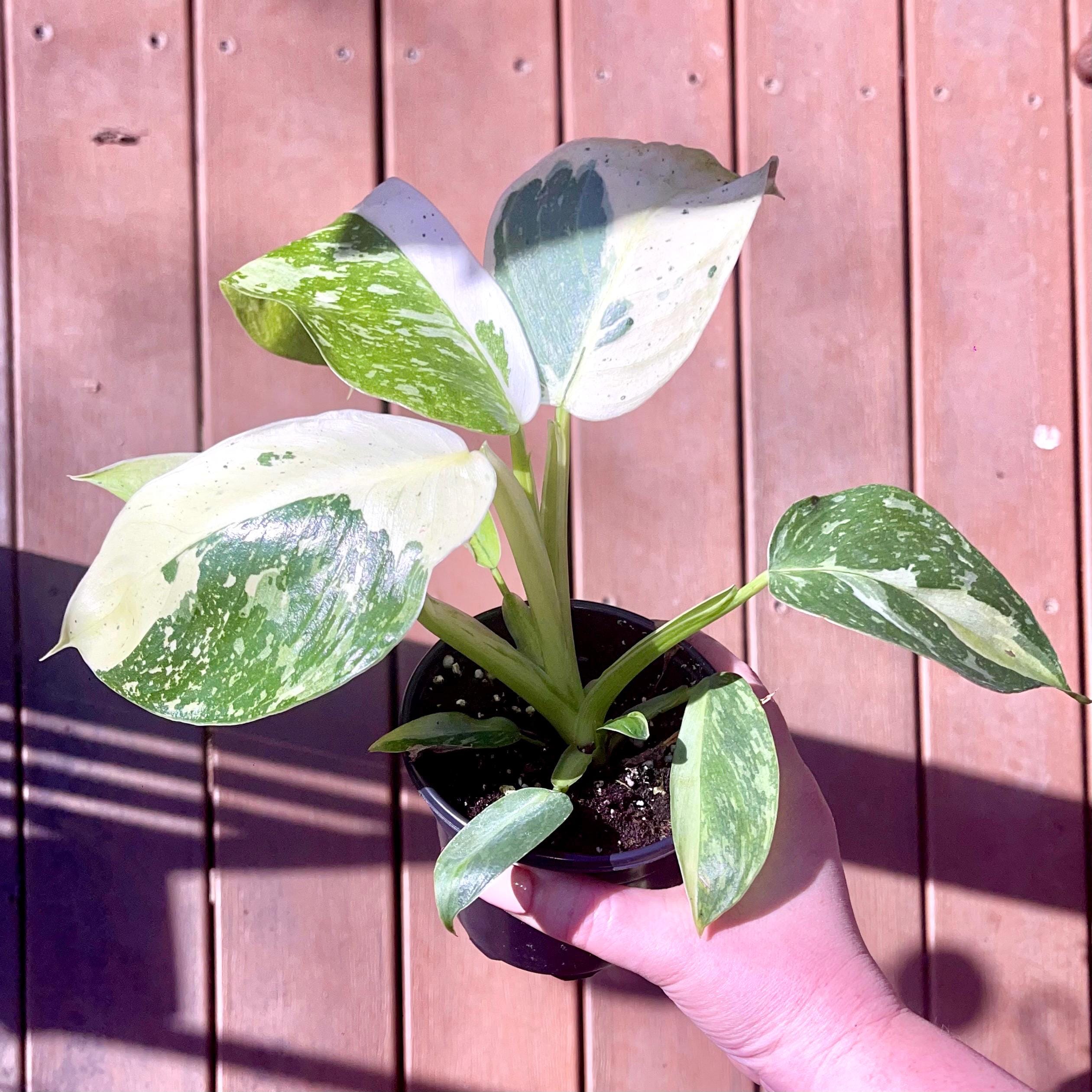 Rare White Wizard Philodendron - White Variegated Climbing Houseplant -  Sold in 4 Growers Pot - Etsy