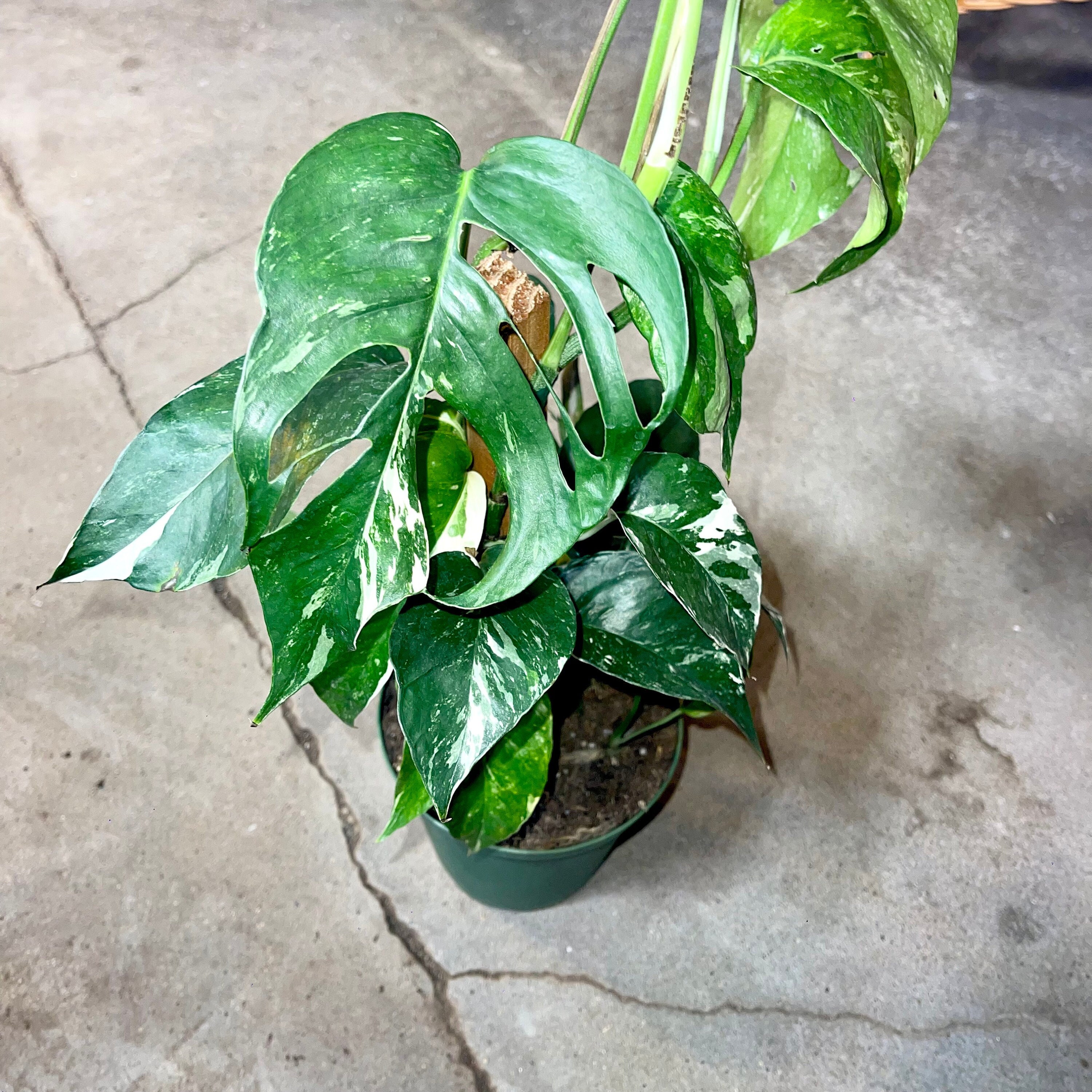 konect Dragon Tail 植木鉢 レア