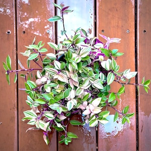 Rare Tradescantia Tricolor Albiflora - Rainbow Wandering Jew - Trailing Pink Princess - Air Purifying - Easy Care Houseplant