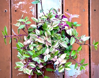 Rare Tradescantia Tricolor Albiflora - Rainbow Wandering Jew - Trailing Pink Princess - Air Purifying - Easy Care Houseplant