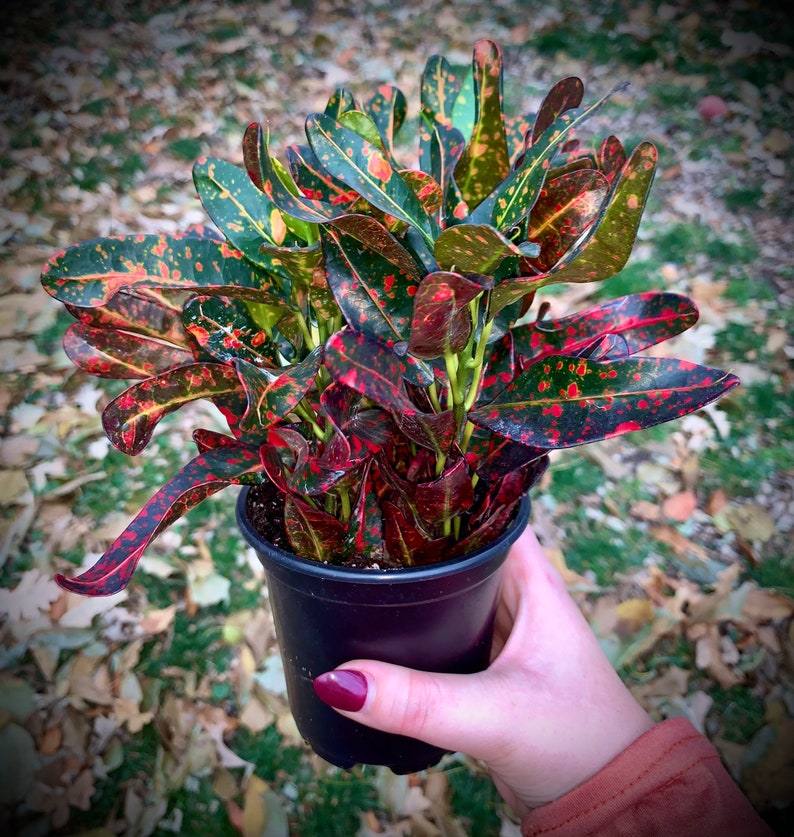 Croton Full 4 Pots Petra Banana Bush on Fire &amp; Mammy Etsy
