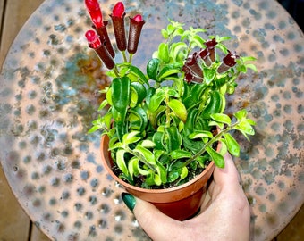 Lipstick Plant - Aeschynanthus Radicans - Curly Q, Black Pagoda & Cassiopeia Varieties - Non Toxic - Air Purifying - Easy Care Houseplants