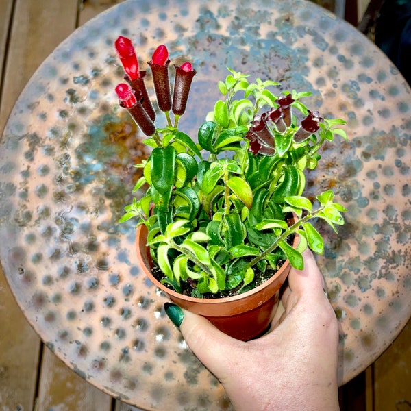 Air Purifying Plant Etsy