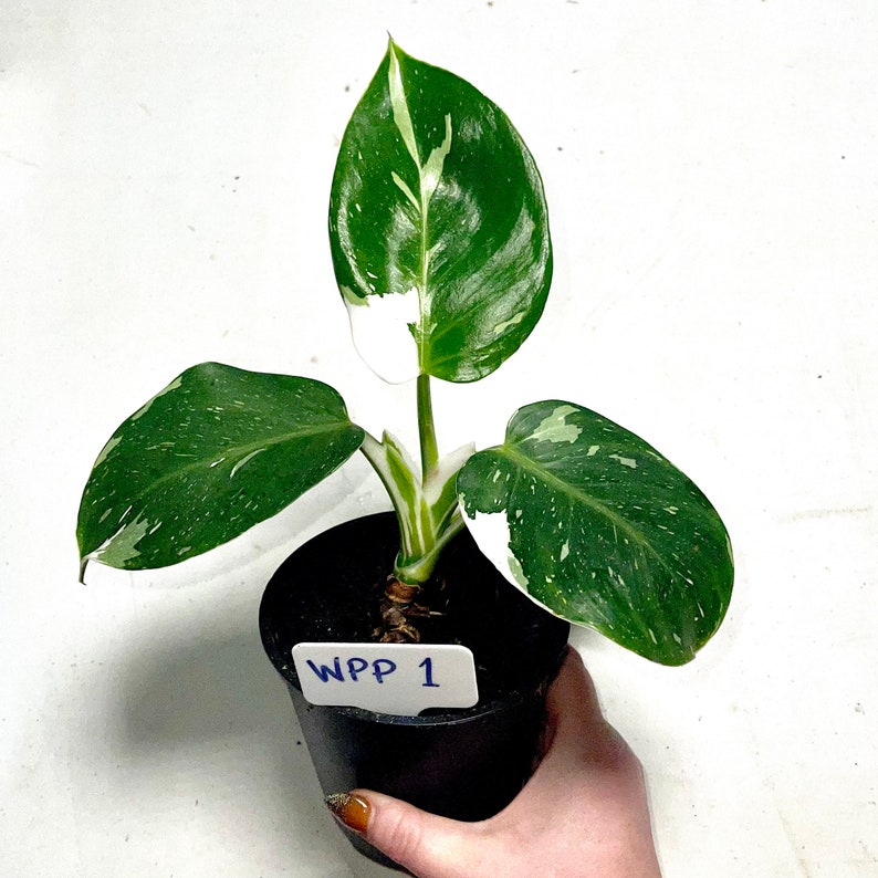 Rare Philodendron Erubescens White Princess White Variegated Philo in an Established 5 growers Pot Climbing Easy Care Houseplant WPP number 1