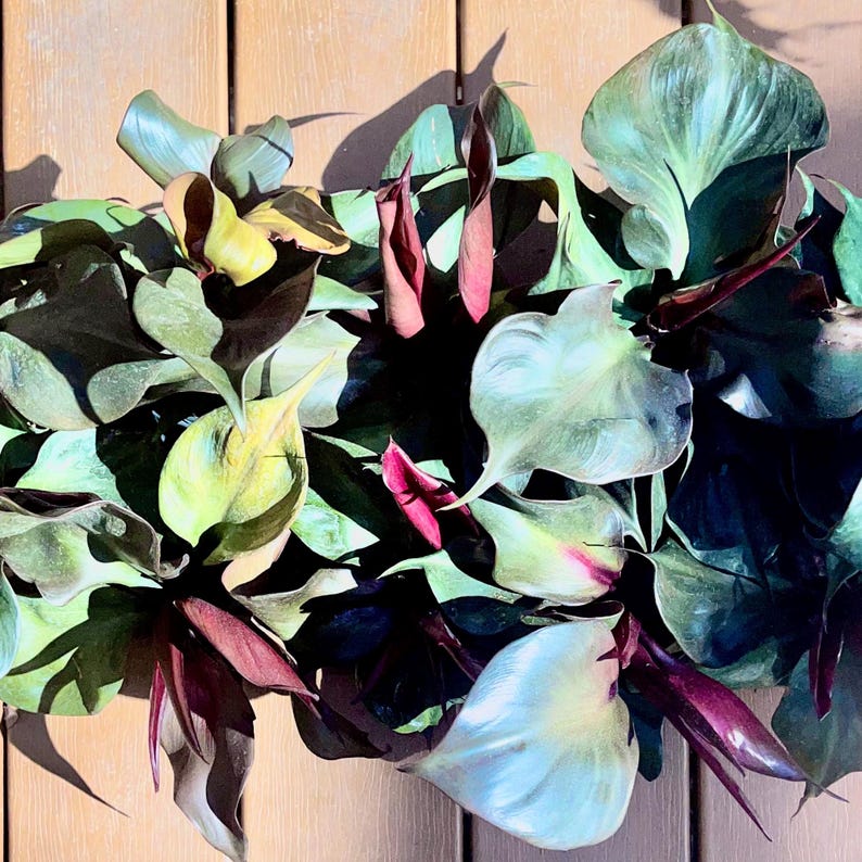 EasyBreezyBotanicals Philodendron - Thumbnail 2