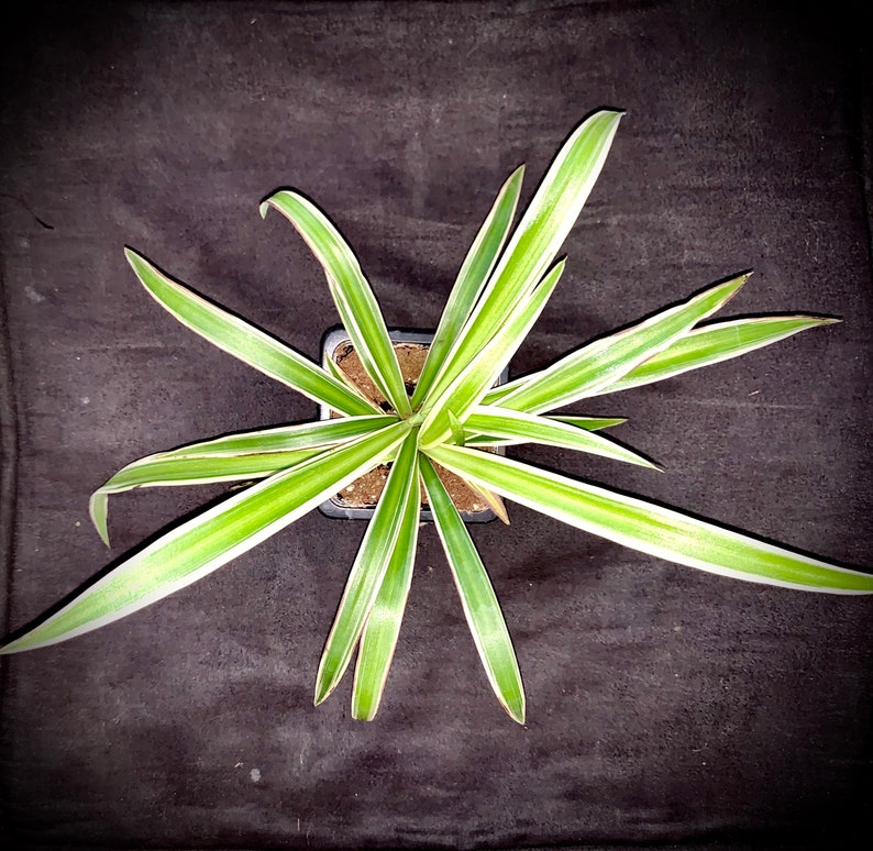 Spider Plant Chlorophytum Comosum NonToxic Air Etsy