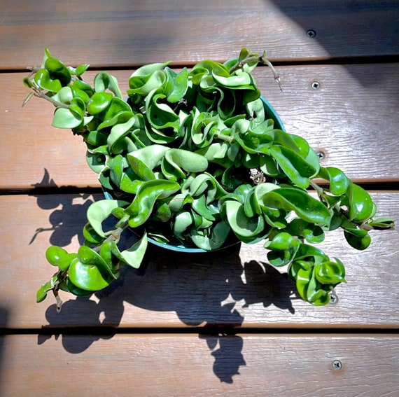 Hoya Carnosa Compacta - Hindu Rope Hoya - Trailing & Flowering - Easy Care Houseplant