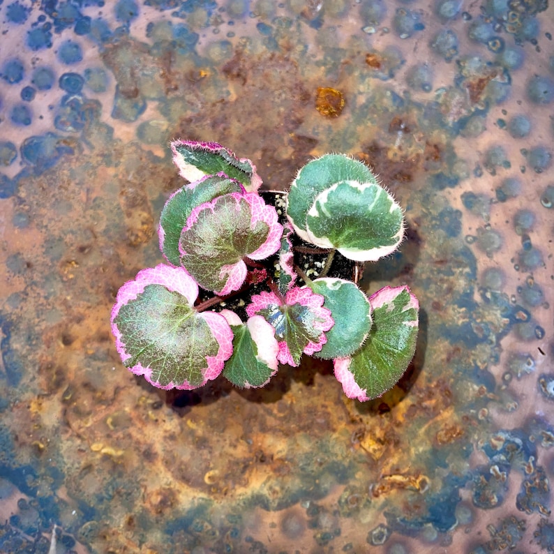 Pink Variegated Rare Strawberry Begonia & Non-Variegated Available Geranium Saxifraga Stolonifera Non-toxic Easy Care Houseplant image 2