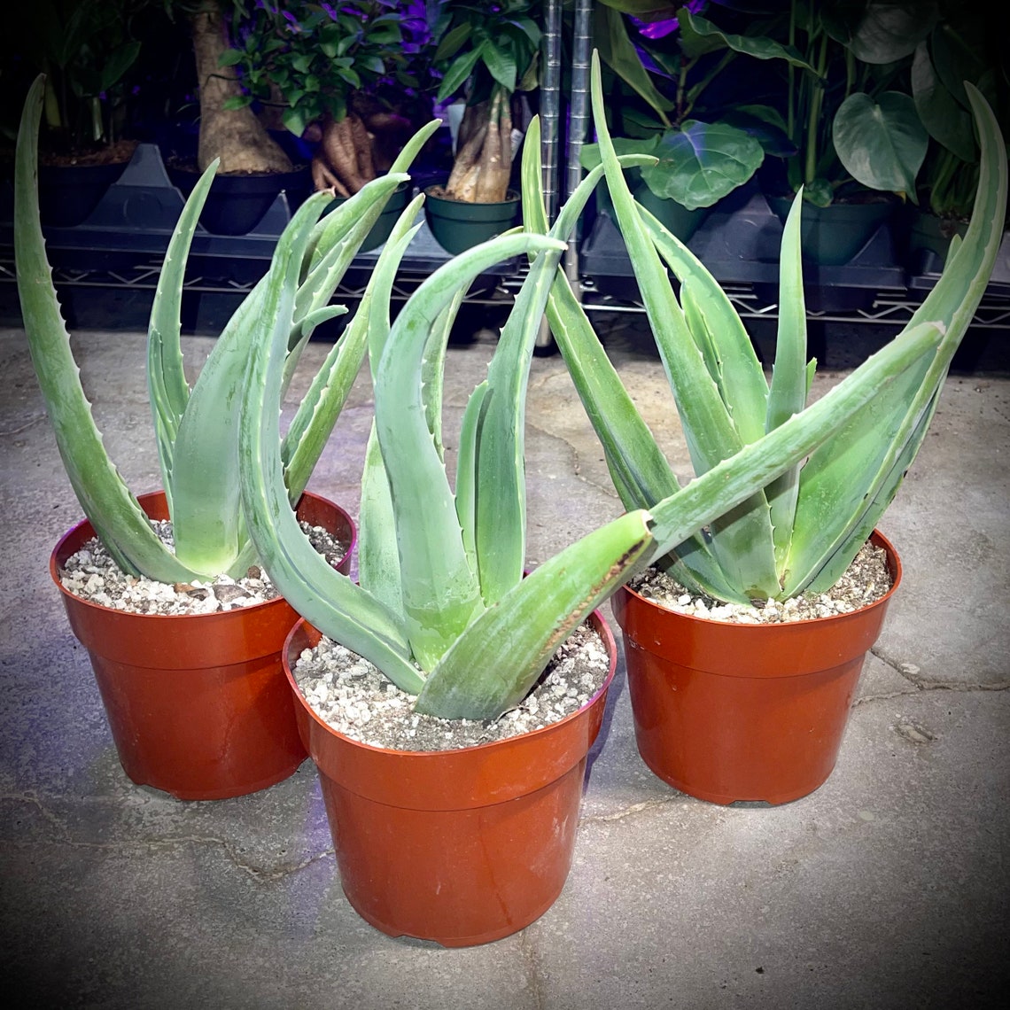 Aloe Vera Barbadensis Candelabra & Torch NonToxic Air Etsy