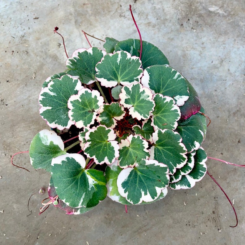 Pink Variegated Rare Strawberry Begonia & Non-Variegated Available Geranium Saxifraga Stolonifera Non-toxic Easy Care Houseplant image 5