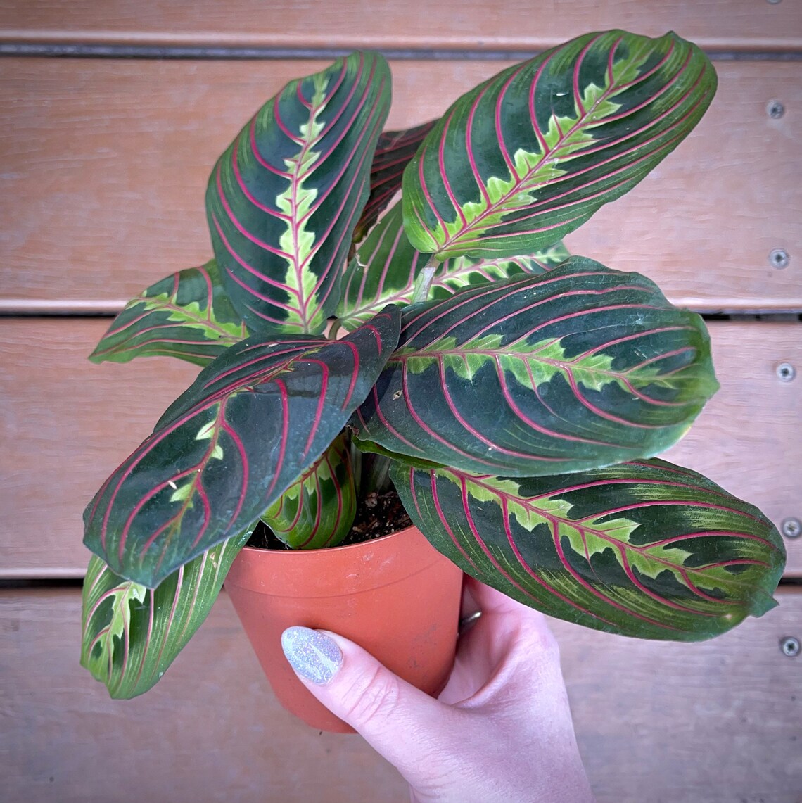 Maranta Leuconeura Red Prayer Plant NonToxic Air Etsy