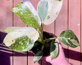 Rare White Wizard Philodendron - White Variegated Climbing Houseplant - Sold in 4” Growers Pot